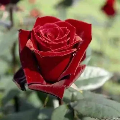 Саженцы роз ТАБУ чайно-гибридная в Москве