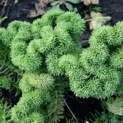 Очиток (седум) КРИСТАТУМ отогнутый — описание сорта Очиток (седум) КРИСТАТУМ отогнутый в Москве