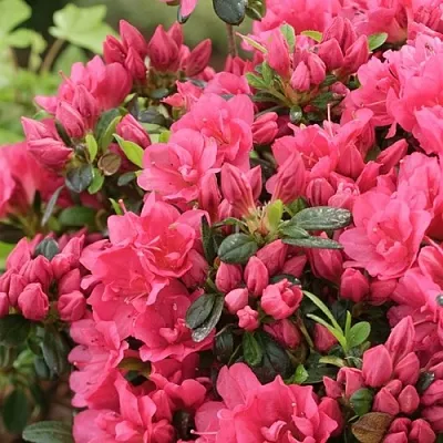 Азалия  Азалия в Москве