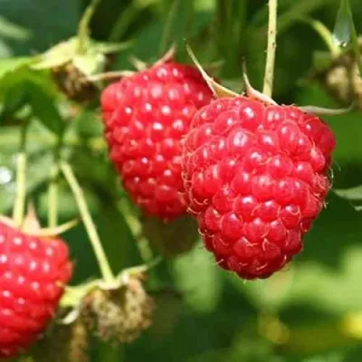 Малина БАЛЬЗАМ — описание сорта Малина БАЛЬЗАМ в Москве