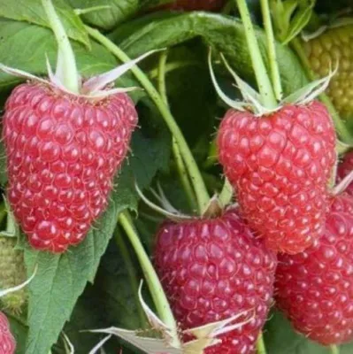 Малина ЕВРАЗИЯ — описание сорта Малина ЕВРАЗИЯ в Москве