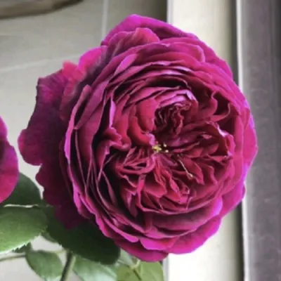 Саженцы роз РОЯЛ ПАЛАС японская в Москве