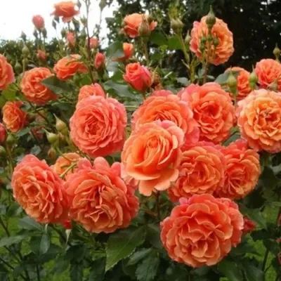 Саженцы роз БЕЛЬВЕДЕР шраб в Москве