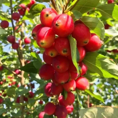 Яблоня КИТАЙКА ДОЛГО декоративная — описание сорта Яблоня КИТАЙКА ДОЛГО декоративная в Москве