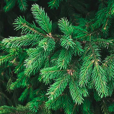 Ель в Москве