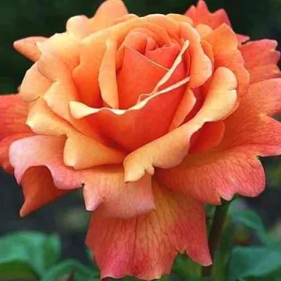 Саженцы роз ИЗИ ДАЗ ИТ флорибунда — описание сорта Саженцы роз ИЗИ ДАЗ ИТ флорибунда в Москве