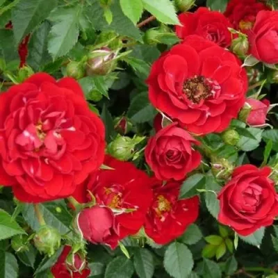 Саженцы роз РЕД КАСКАД почвопокровная — описание сорта Саженцы роз РЕД КАСКАД почвопокровная в Москве