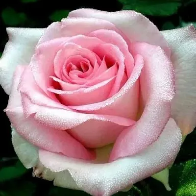 Саженцы роз ЭММА ДЕ МЕЙЯН чайно-гибридная в Москве