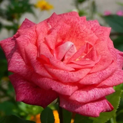 Саженцы роз ПЬЕР КАРДЕН чайно-гибридная — описание сорта Саженцы роз ПЬЕР КАРДЕН чайно-гибридная в Москве