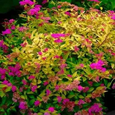 Спирея ГОЛДЕН ПРИНЦЕСС японская — описание сорта Спирея ГОЛДЕН ПРИНЦЕСС японская в Москве