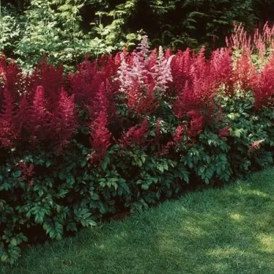 Астильба ГРАНАТ Арендса — описание сорта Астильба ГРАНАТ Арендса в Москве