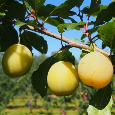 Слива ВАШИНГТОН — описание сорта Слива ВАШИНГТОН в Москве