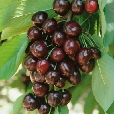 Черешня РЕВНА — описание сорта Черешня РЕВНА в Москве