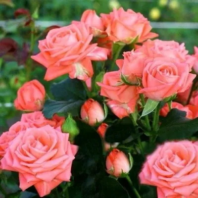 Саженцы роз БАРБАДОС спрей в Москве