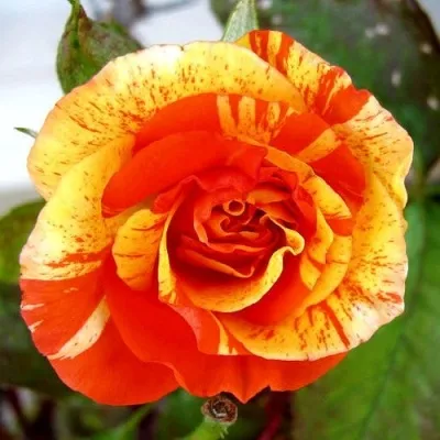 Саженцы роз АПЕЛЬСИН И ЛИМОН флорибунда в Москве