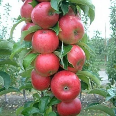 Яблоня АНТЕЙ КИЕВСКИЙ колонновидная — описание сорта Яблоня АНТЕЙ КИЕВСКИЙ колонновидная в Москве