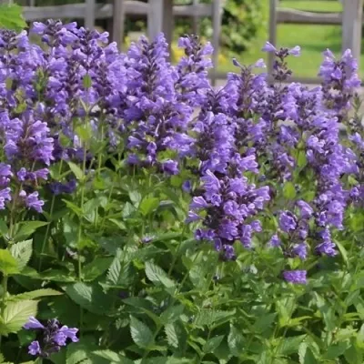 Котовник БЛЮ ДРИМС полусидячий — описание сорта Котовник БЛЮ ДРИМС полусидячий в Москве