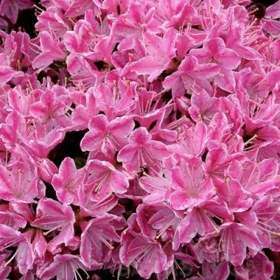 Азалия КЕРМЕСИНА РОУЗ японская — описание сорта Азалия КЕРМЕСИНА РОУЗ японская в Москве