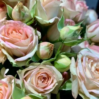 Саженцы роз АЗОРЕ спрей в Москве