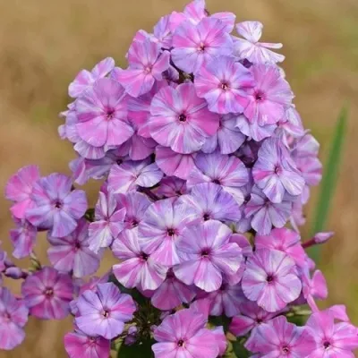 Флокс ОТЕМ ДЖОЙ метельчатый — описание сорта Флокс ОТЕМ ДЖОЙ метельчатый в Москве