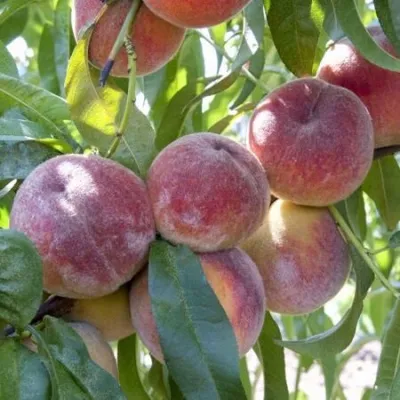 Персик ЗАРМЕНЮ в Москве