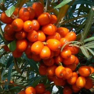 Облепиха ПЛАМЕННАЯ — описание сорта Облепиха ПЛАМЕННАЯ в Москве