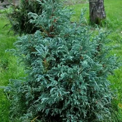 Кипарисовик БЕБИ БЛЮ горохоплодный в Москве