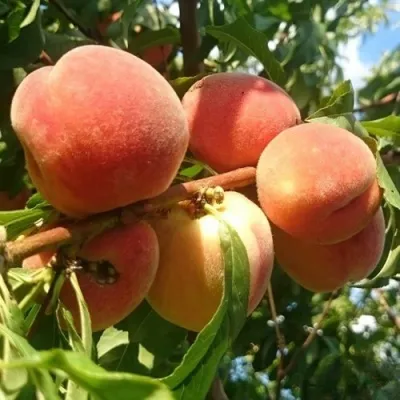 Персик МАРИЯ — описание сорта Персик МАРИЯ в Москве