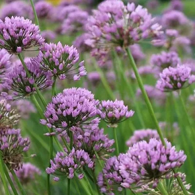 Лук угловатый  Лук угловатый в Москве