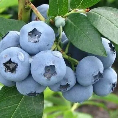 Голубика БЛЮЭТТА — описание сорта Голубика БЛЮЭТТА в Москве