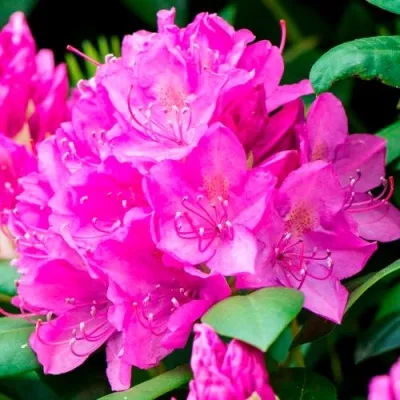 Азалия ПУРПУРТРАУМ японская — описание сорта Азалия ПУРПУРТРАУМ японская в Москве