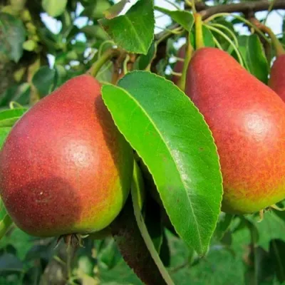 Груша ГЕРА в Москве