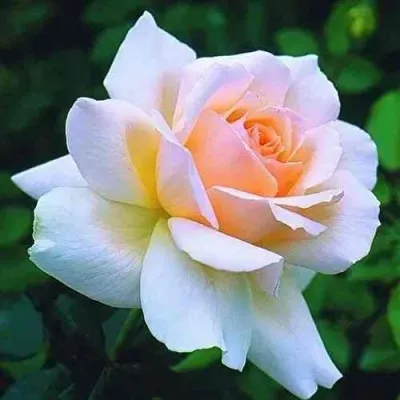 Саженцы роз ЧАНДОС БЬЮТИ чайно-гибридная — описание сорта Саженцы роз ЧАНДОС БЬЮТИ чайно-гибридная в Москве