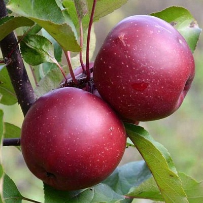 Яблоня красномясая в Армении