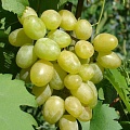 Виноград в Армении