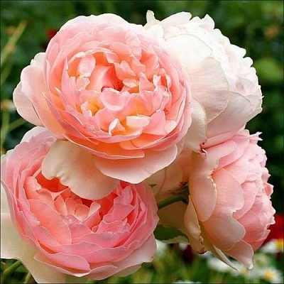 Английская роза в Армении