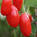 Годжи (чудо-ягода) в Армении