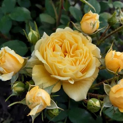 Роза флорибунда в Армении