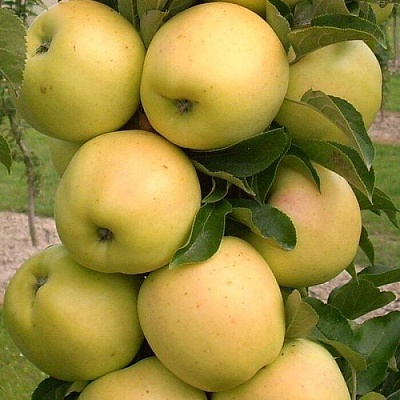 Яблоня колонновидная в Армении