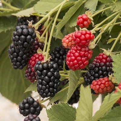Плодовые кустарники в Армении