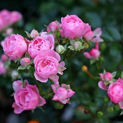 Роза полиантовая в Армении