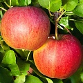 Яблоня в Армении
