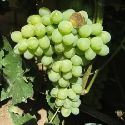 Виноград АНАНАСНЫЙ купить в Армении недорого, цена